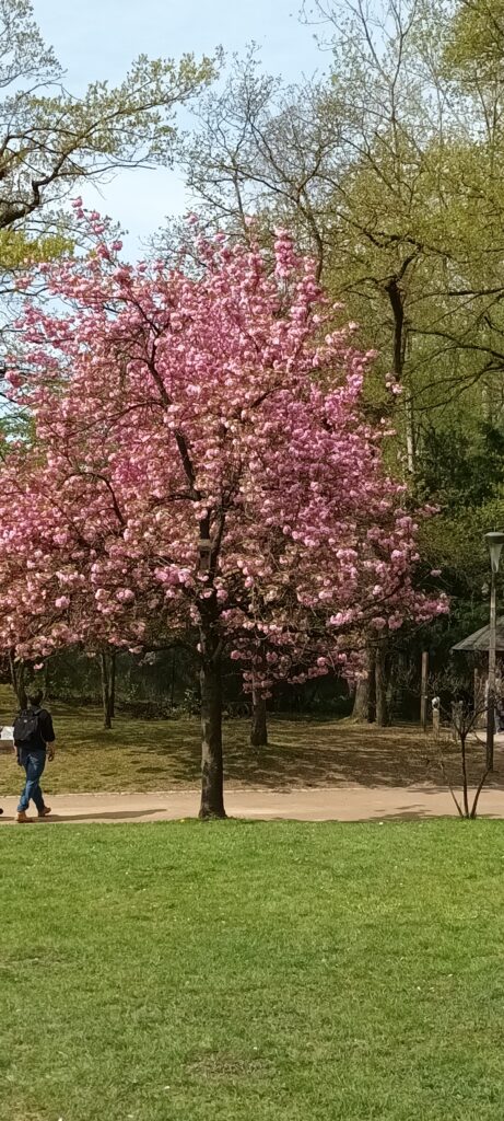 Dagtocht met o.a. bezoek aan de Japanse tuin in Hasselt (B), d.d.11-04-2026